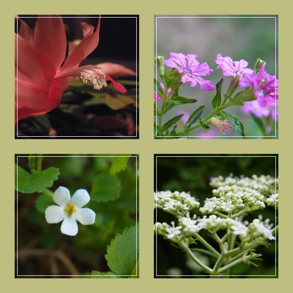 myflower.jpg